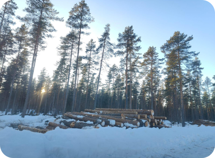 Een van de bossen van Upgrade Estate in Finland in functie van houtbouw.
