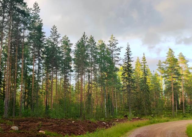 Upgrade Estate over duurzaam bosbeheer in Finland